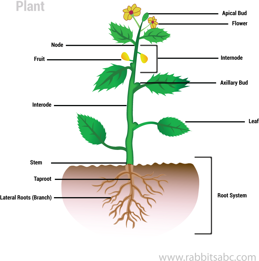 Download Parts Of A Plant - Plants Clipart Png Download - PikPng