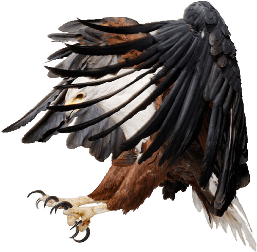 Free Png Download Eagle Png Images Background Png Images - African Fish Eagle Art Clipart (850x833), Png Download