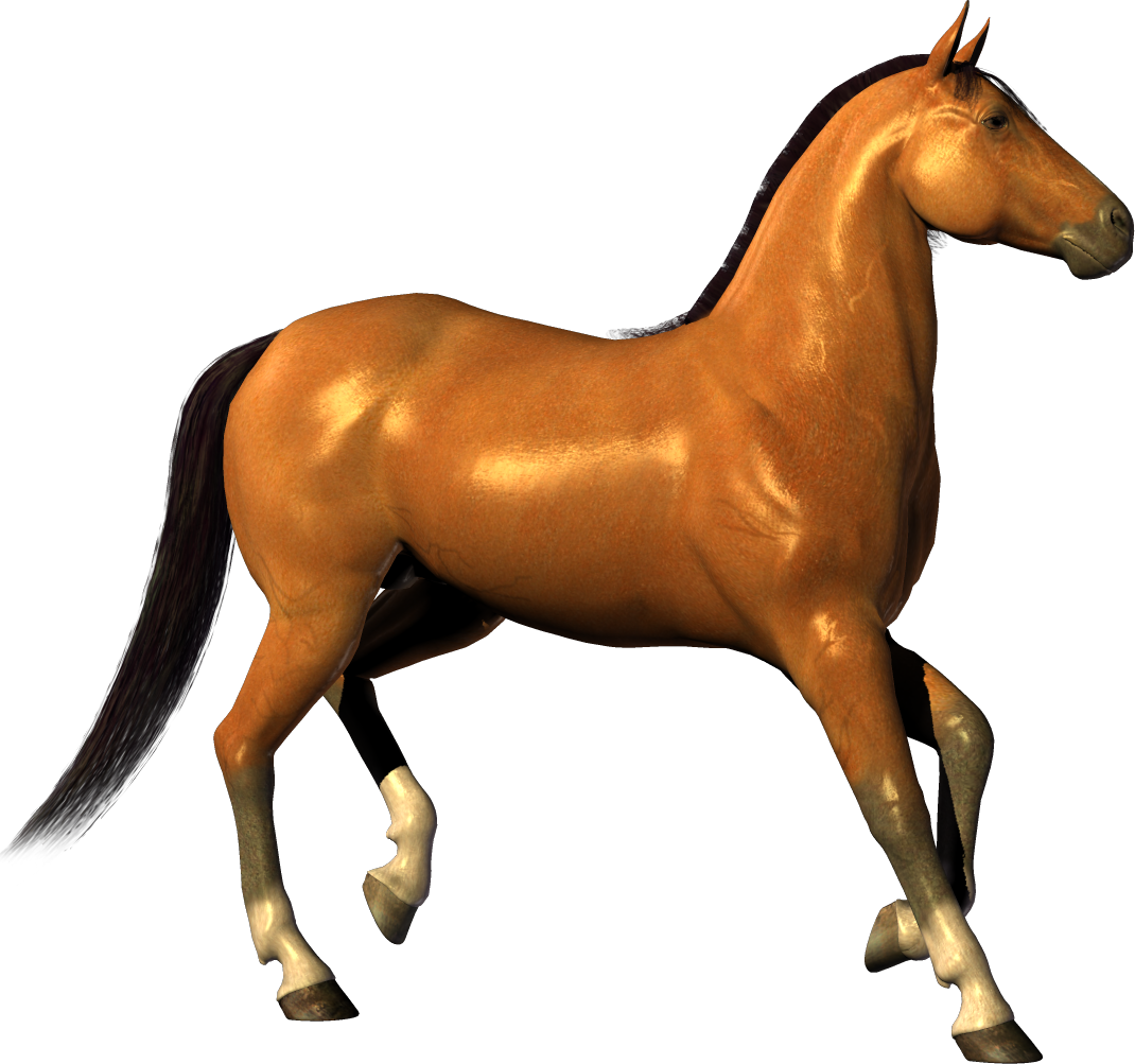 Horse Png Background Hd