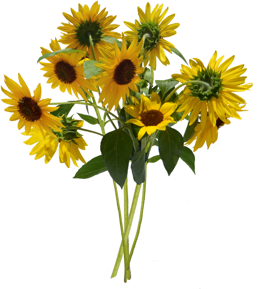 Image - Bunch Of Sunflowers Png Clipart (1024x1174), Png Download