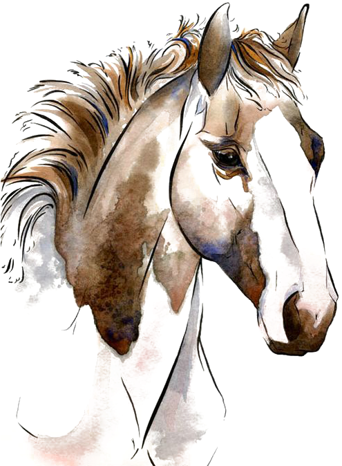 White Horse Png - Horse Painting Png Clipart (564x705), Png Download