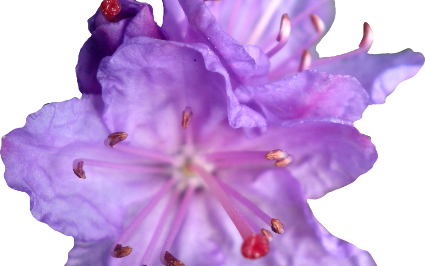 Purple Flower Crown Png Clipart Large Size Png Image PikPng