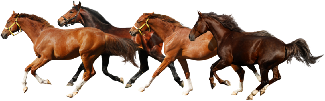 Running Horses No Background Clipart (1160x355), Png Download