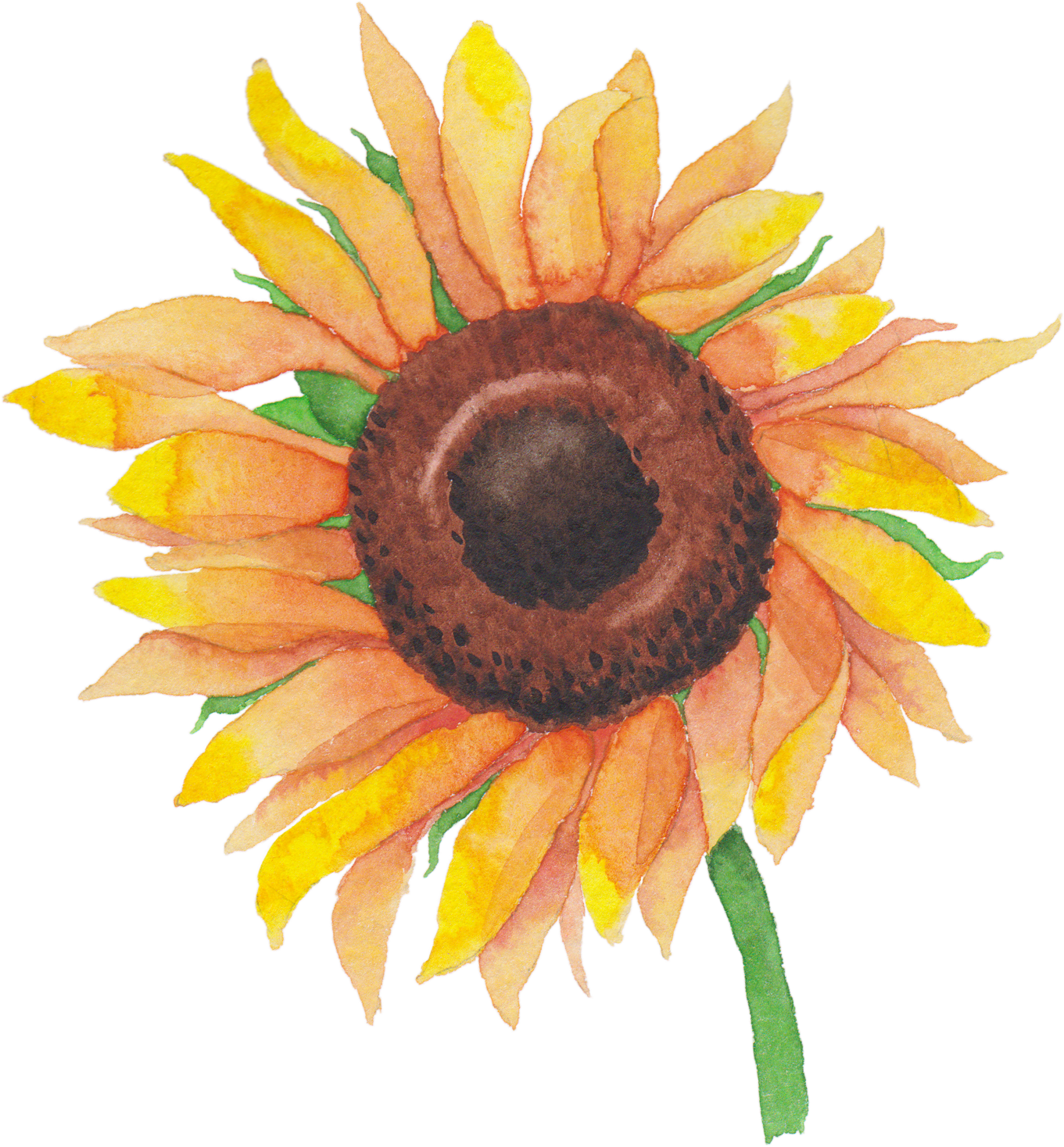 1361 X 1468 11 - Sunflower Clipart (1361x1468), Png Download