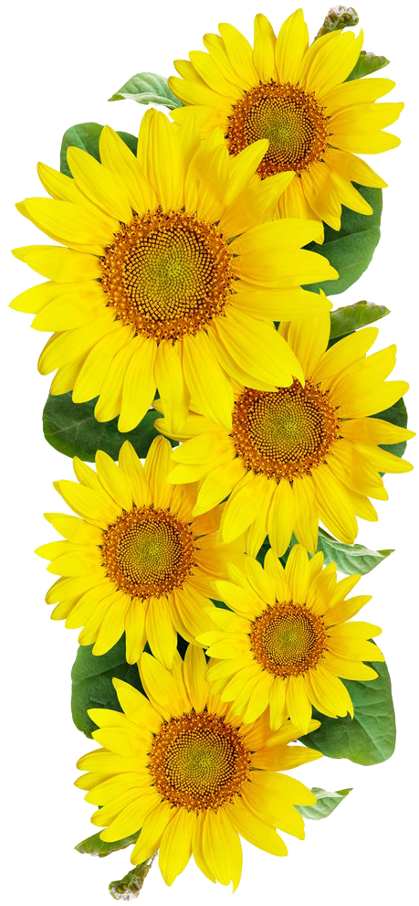 Free Sunflower Images - Girassol Png Clipart (540x1024), Png Download