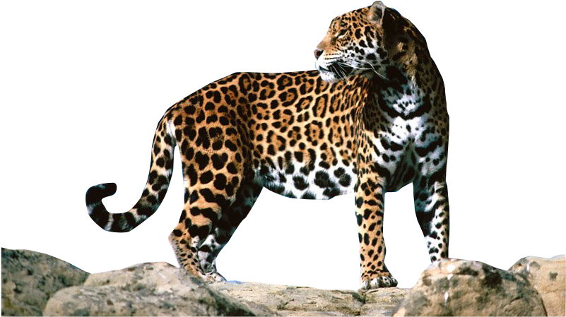 Download - Jaguar Png Clipart (800x600), Png Download
