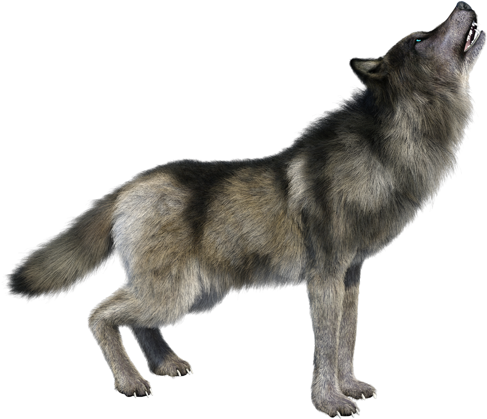 Png Imges Free Download - Howling Wolf Transparent Background Clipart (1067x891), Png Download