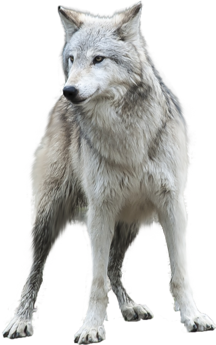 Wolf Png Transparent - Grey Wolf Png Clipart (708x1127), Png Download