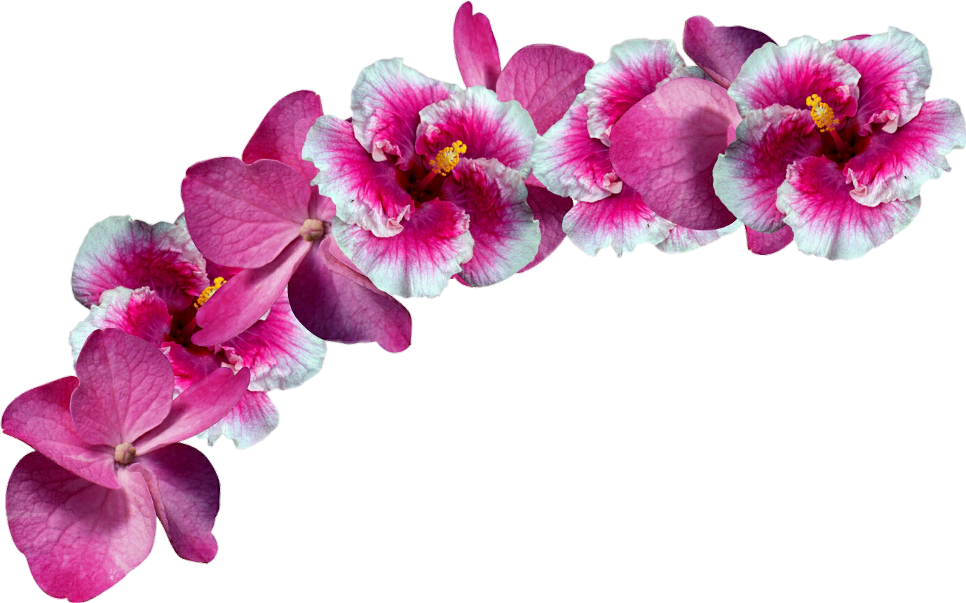 Flowers Sticker - Orchids Crown Png Clipart (1024x640), Png Download