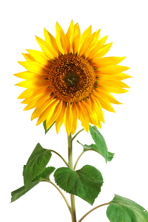 Sunflower Png Tumblr Download Sunflower Png Tumblr - Transparent Background Sunflower Png Clipart (499x750), Png Download