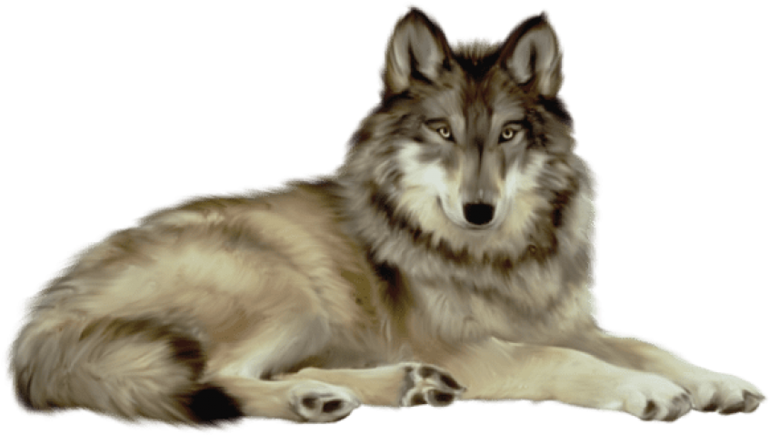 Free Png Download Transparent Wolf Png Images Background - Wolf Png Clipart (850x506), Png Download
