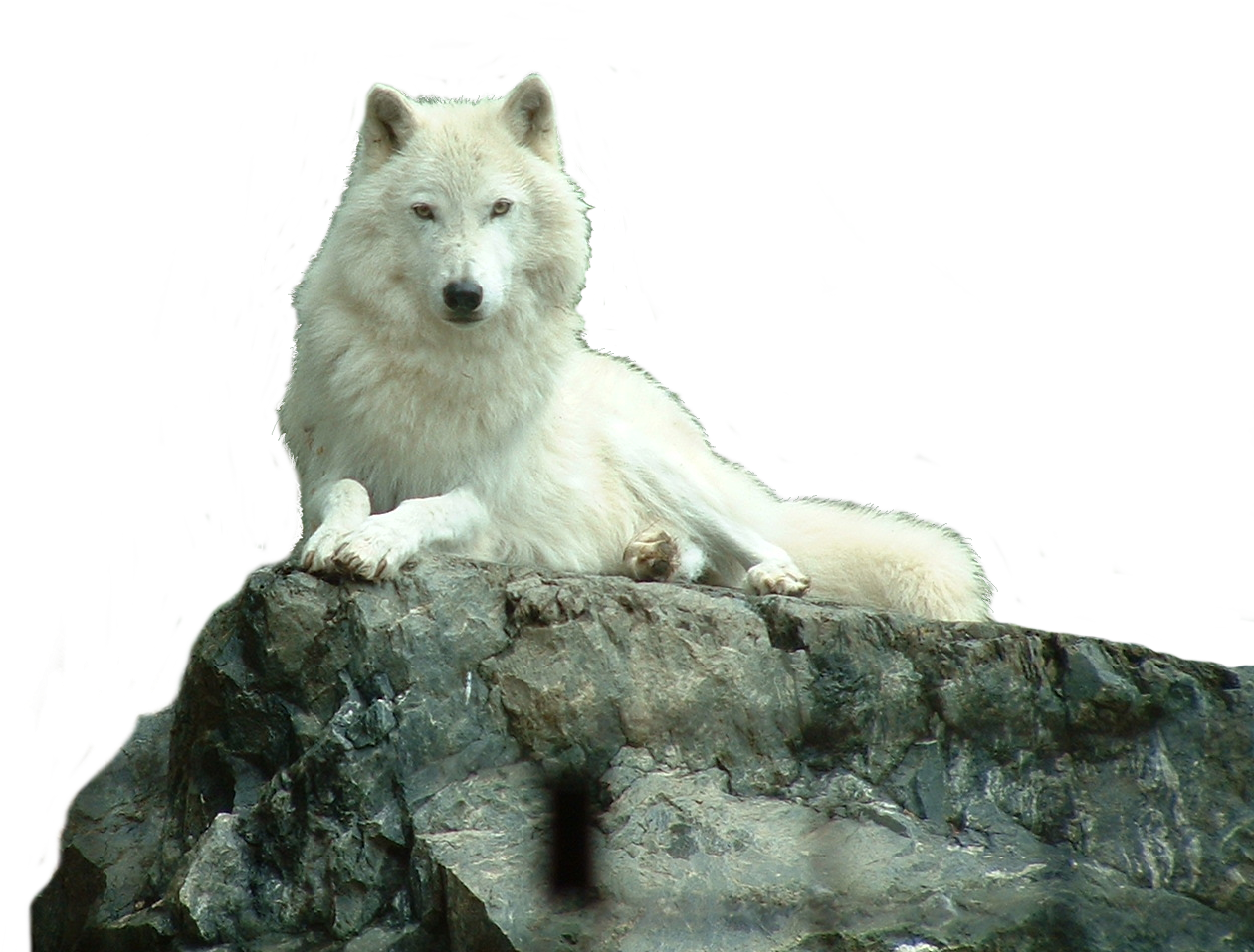 White Wolf Png On Rock - Wolf White Png Clipart (1273x1200), Png Download