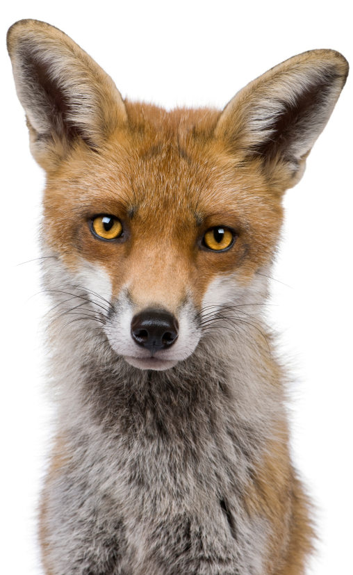 Fox Png Image - Front View Of A Fox Clipart (581x826), Png Download