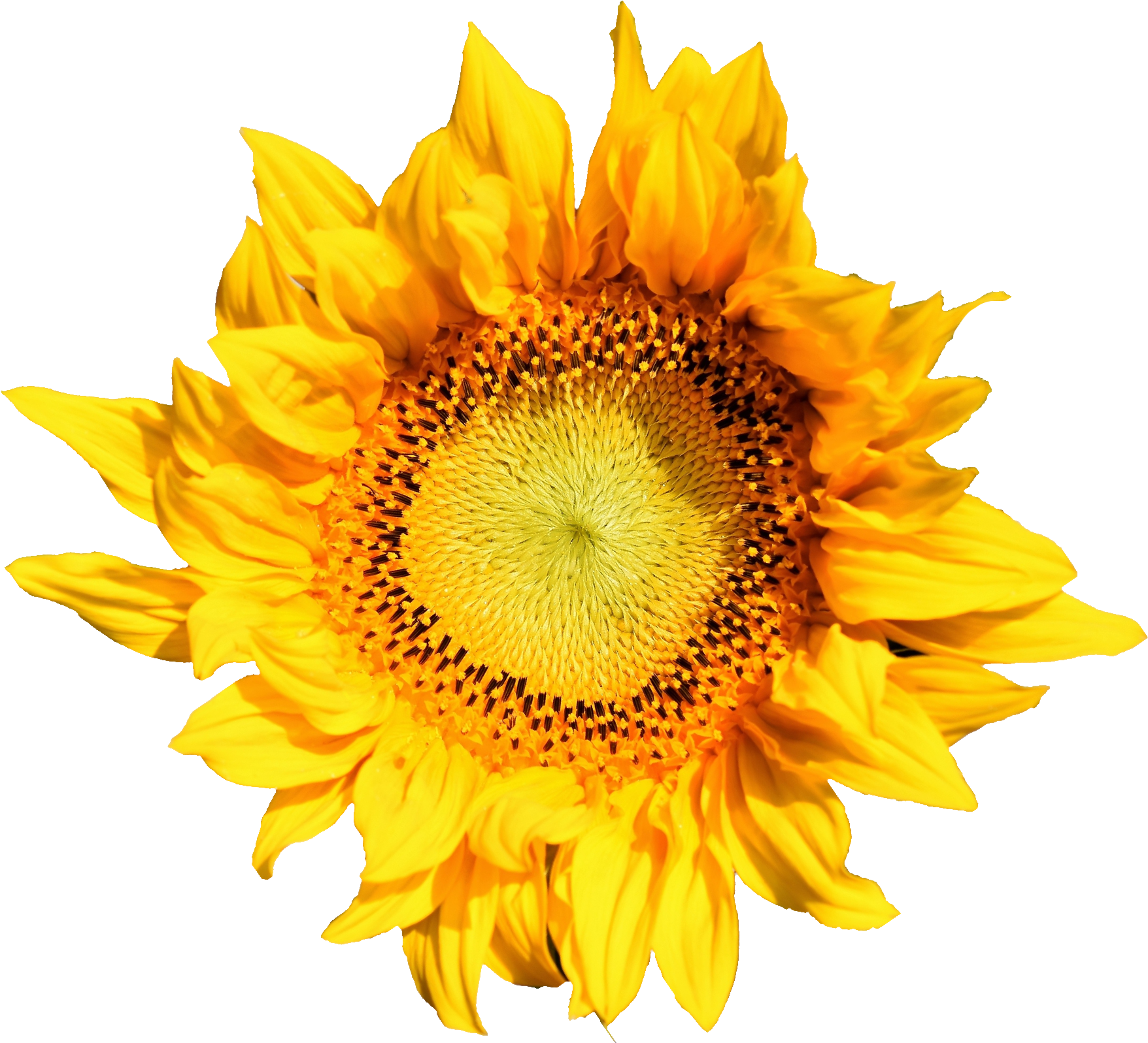 Free Download - Hoa Huong Duong Vector Clipart (1761x1608), Png Download