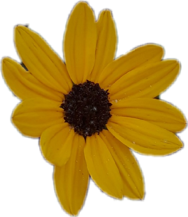 Clipart Library Download Floral Sunflower Flower Yellowaesthetic - Black-eyed Susan - Png Download (606x701), Png Download