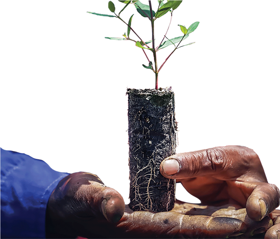 Ellepot Plant Fritlagt - Flowerpot Clipart (907x800), Png Download