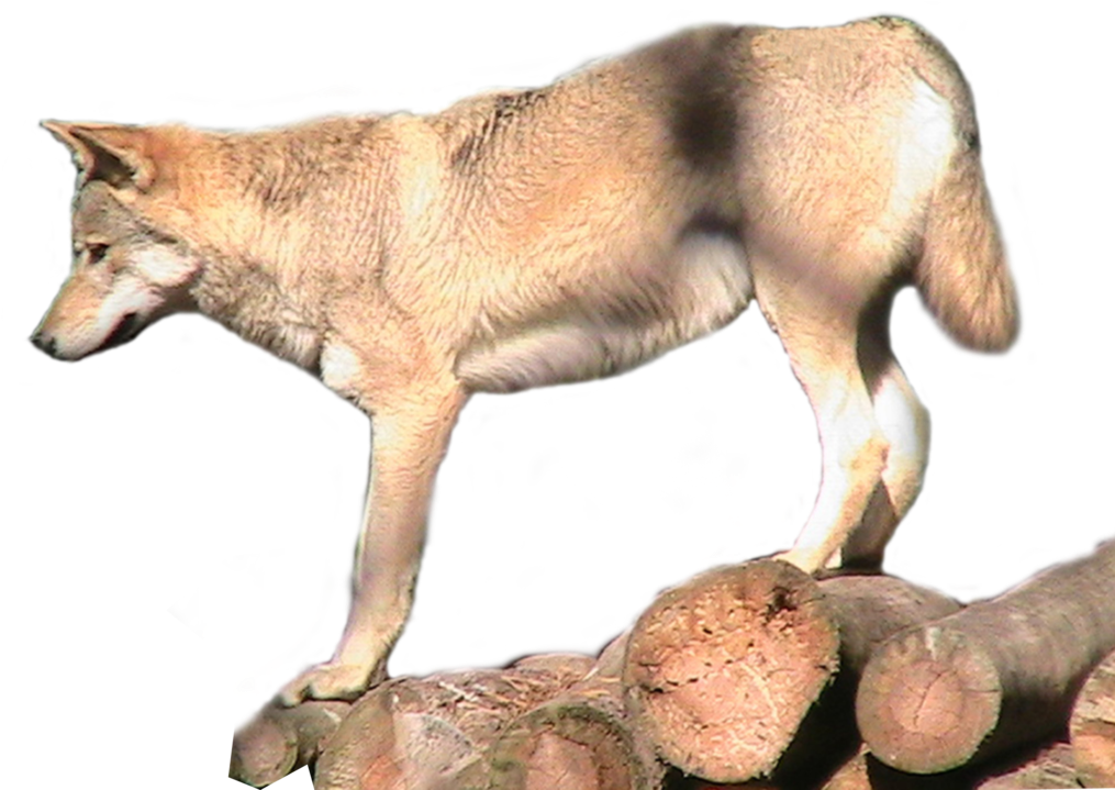 Grey Wolf Png Transparent Image - Red Wolf Clipart (1024x740), Png Download