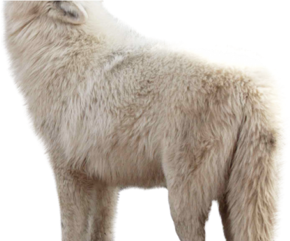 Wolf Png Transparent Images - Wolf Clipart (640x480), Png Download