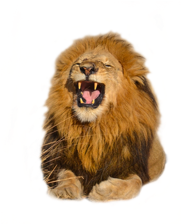 Download Free High Quality Lion Png Transparent Images - صور اسود مفرغه للتصميم Clipart (1024x729), Png Download