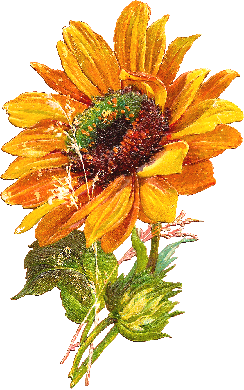 Vintage Sunflower Clipart Vintage Sunflower Clipart - Vintage Sunflower Clip Art - Png Download (1064x1570), Png Download