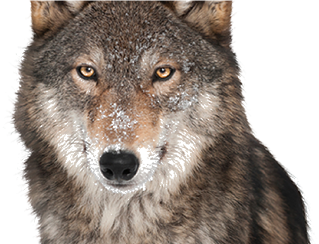 Grey Wolf In White Background Clipart (640x480), Png Download