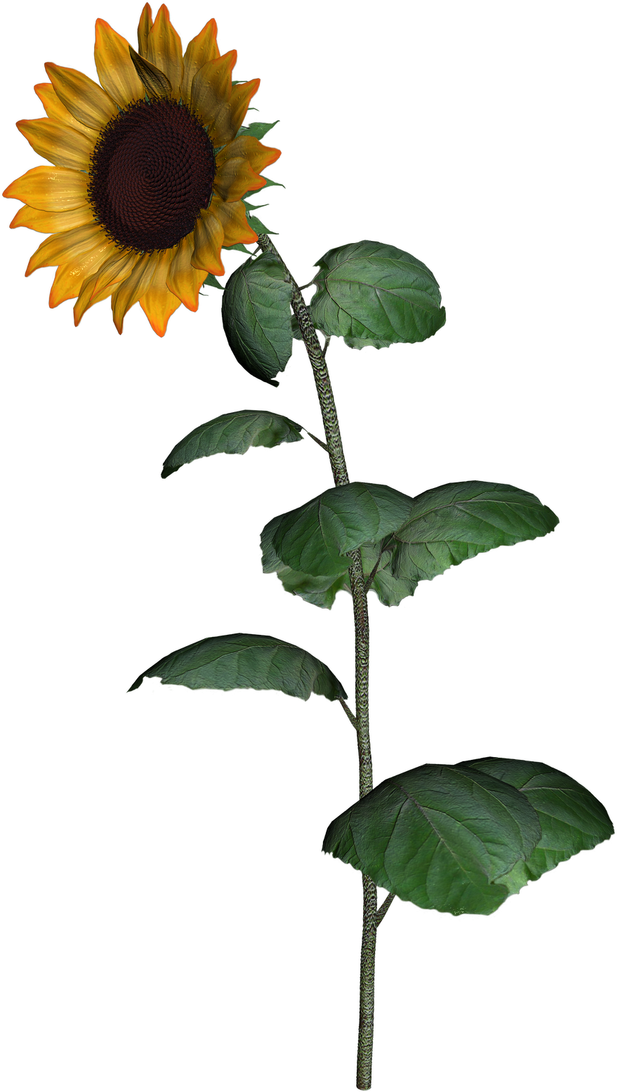 Sunflower Clipart With Leaf Png Images - Sunflower Transparent Png (1132x1600), Png Download