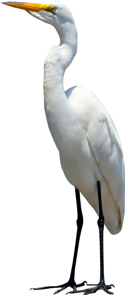 Download Egret Bird Png Transparent Image - Crane Bird Images Hd Clipart (500x1028), Png Download