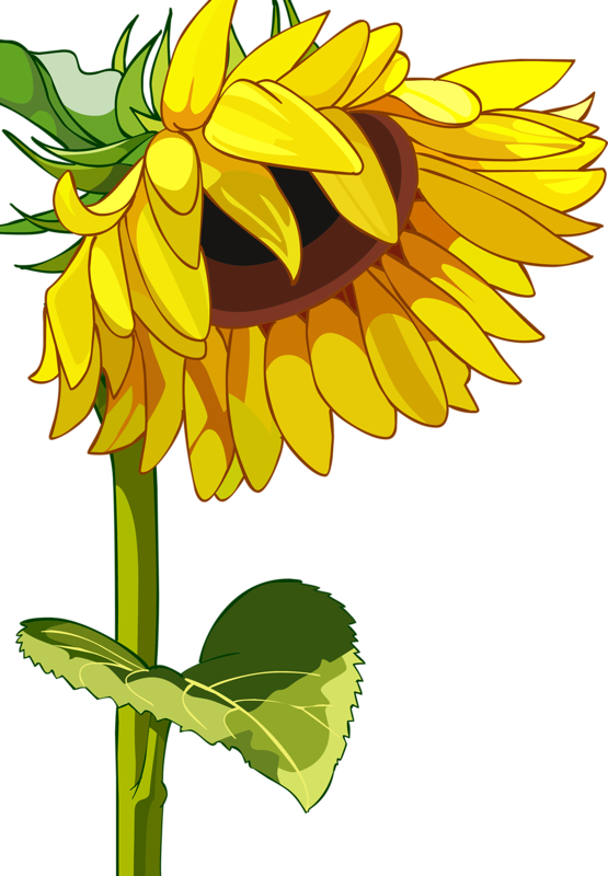 Drawn Mason Jar Sunflower Png - High Resolution Sunflower Field Clipart (555x800), Png Download