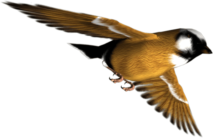 Download Birds Png Images Background - Old World Flycatcher Clipart (850x602), Png Download