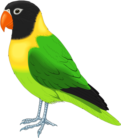 0, - Parakeet Clipart - Png Download (524x600), Png Download