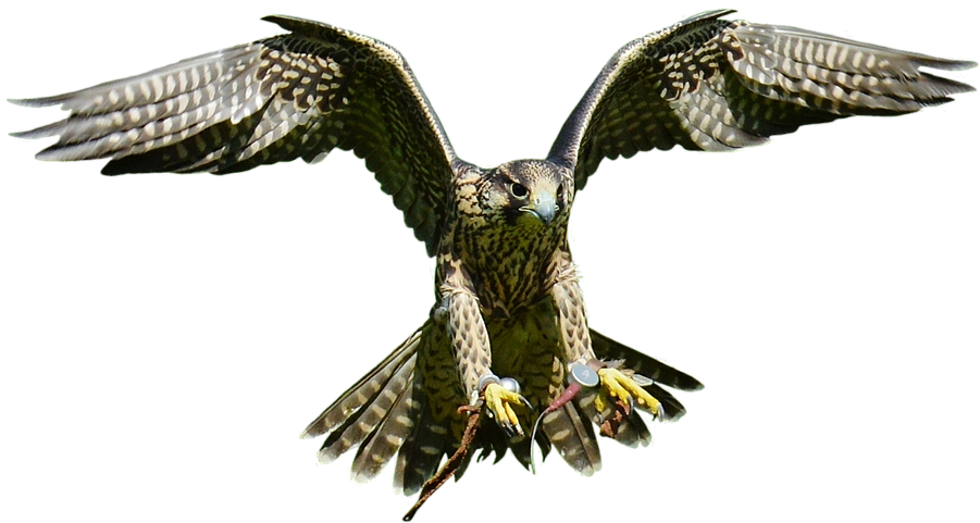 Download Free Falcon Birds Png Transparent Images Transparent - Hawk Clipart (960x600), Png Download