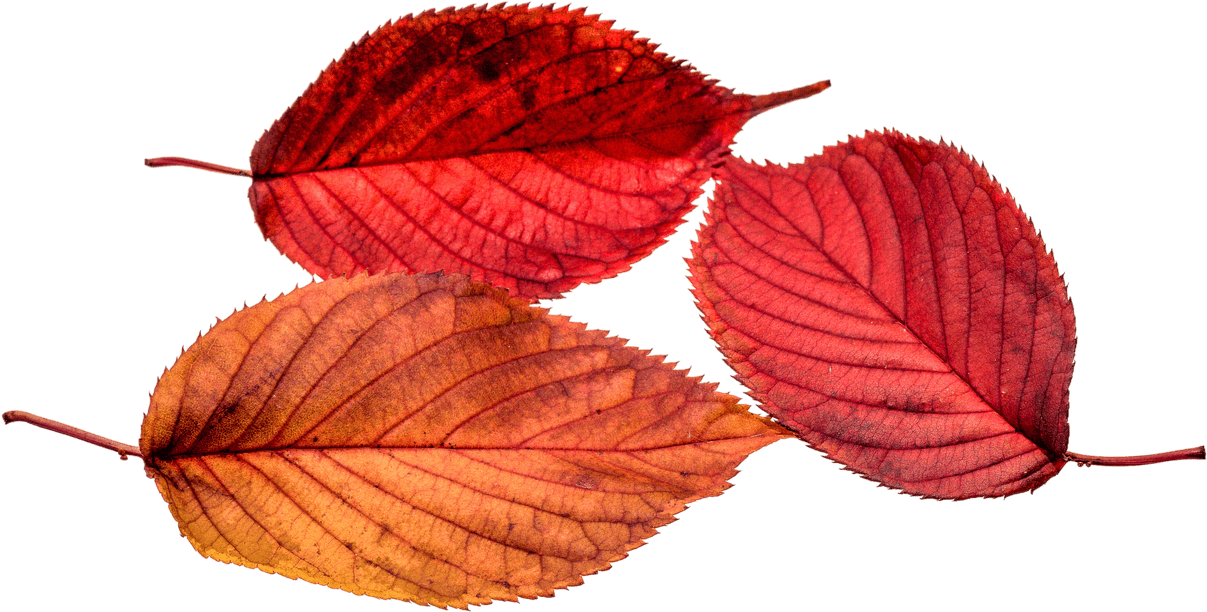 Autumn, Leaves, Leaf, Png, Transparent, Fall Color - Real Transparent Autumn Clipart (960x640), Png Download