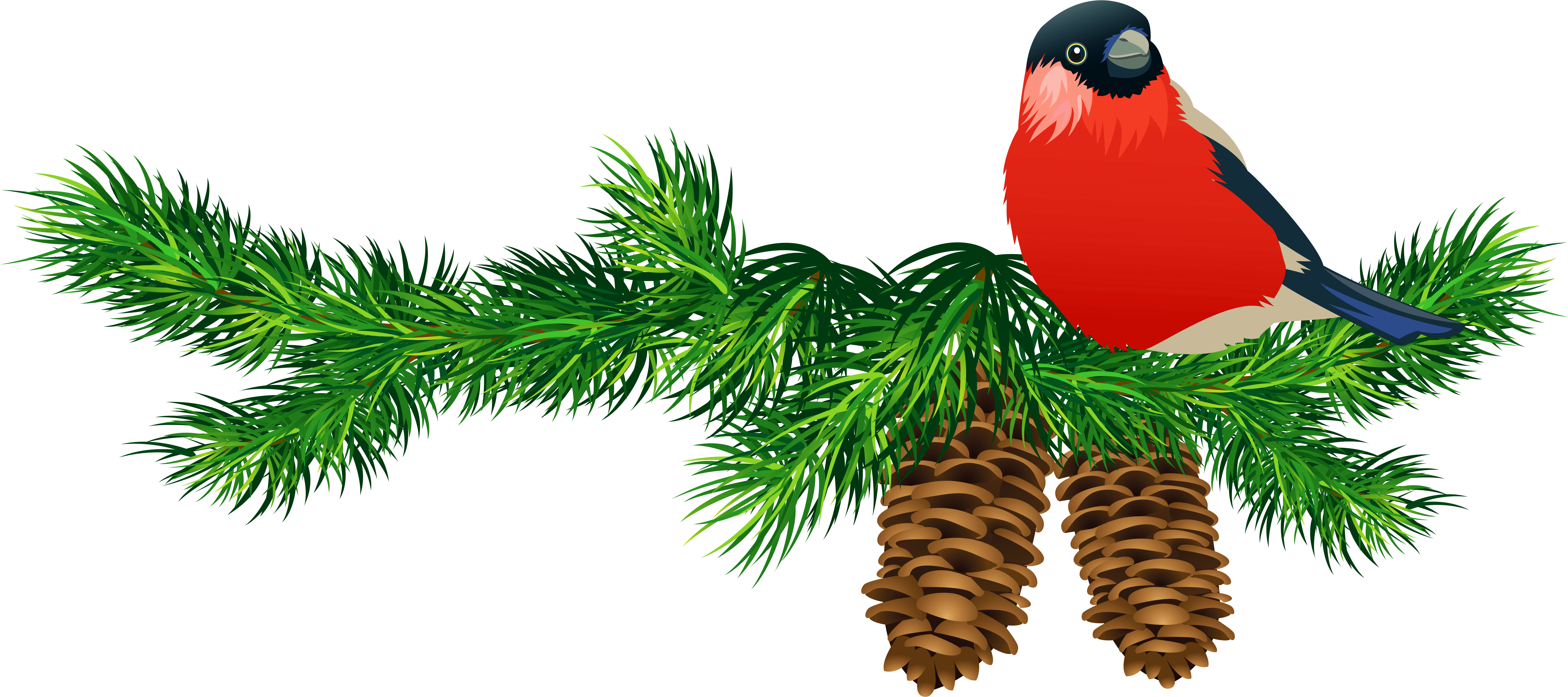 Transparent Pine Branch With Cones And Bird - Christmas Bird Clip Art - Png Download (6000x3124), Png Download