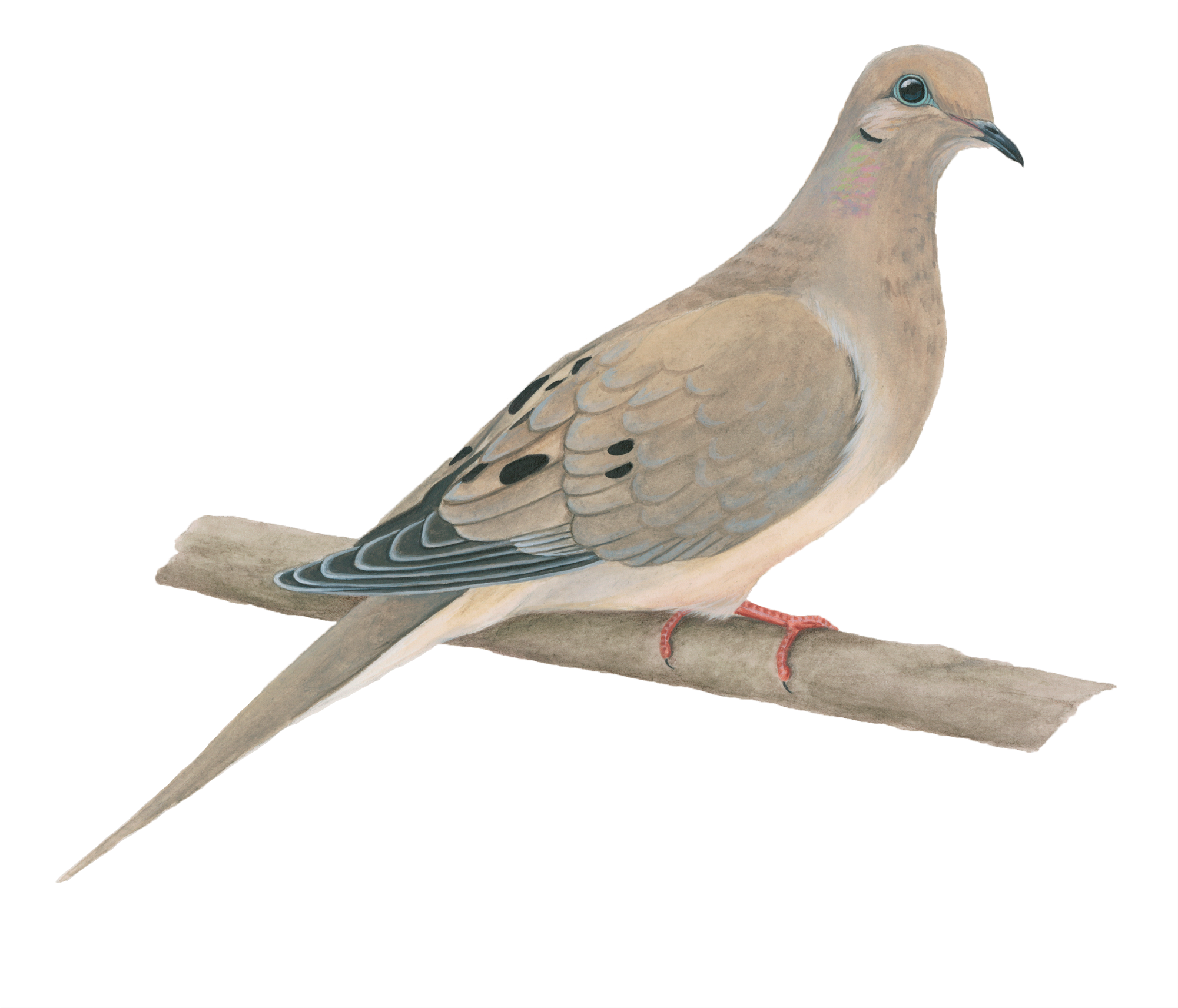 Celebrate Urban Birds - Pigeons And Doves Clipart (2000x2000), Png Download