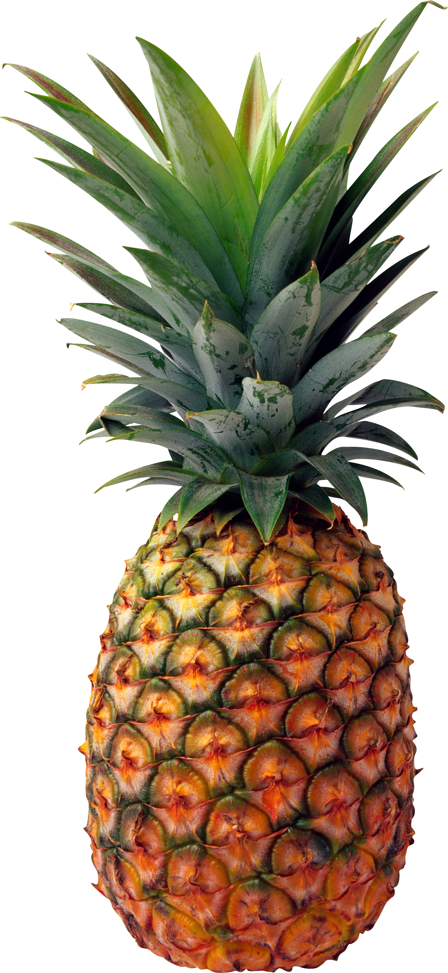 Pineapple Png Image, Free Download - Pineapple Png Clipart (1574x3414), Png Download