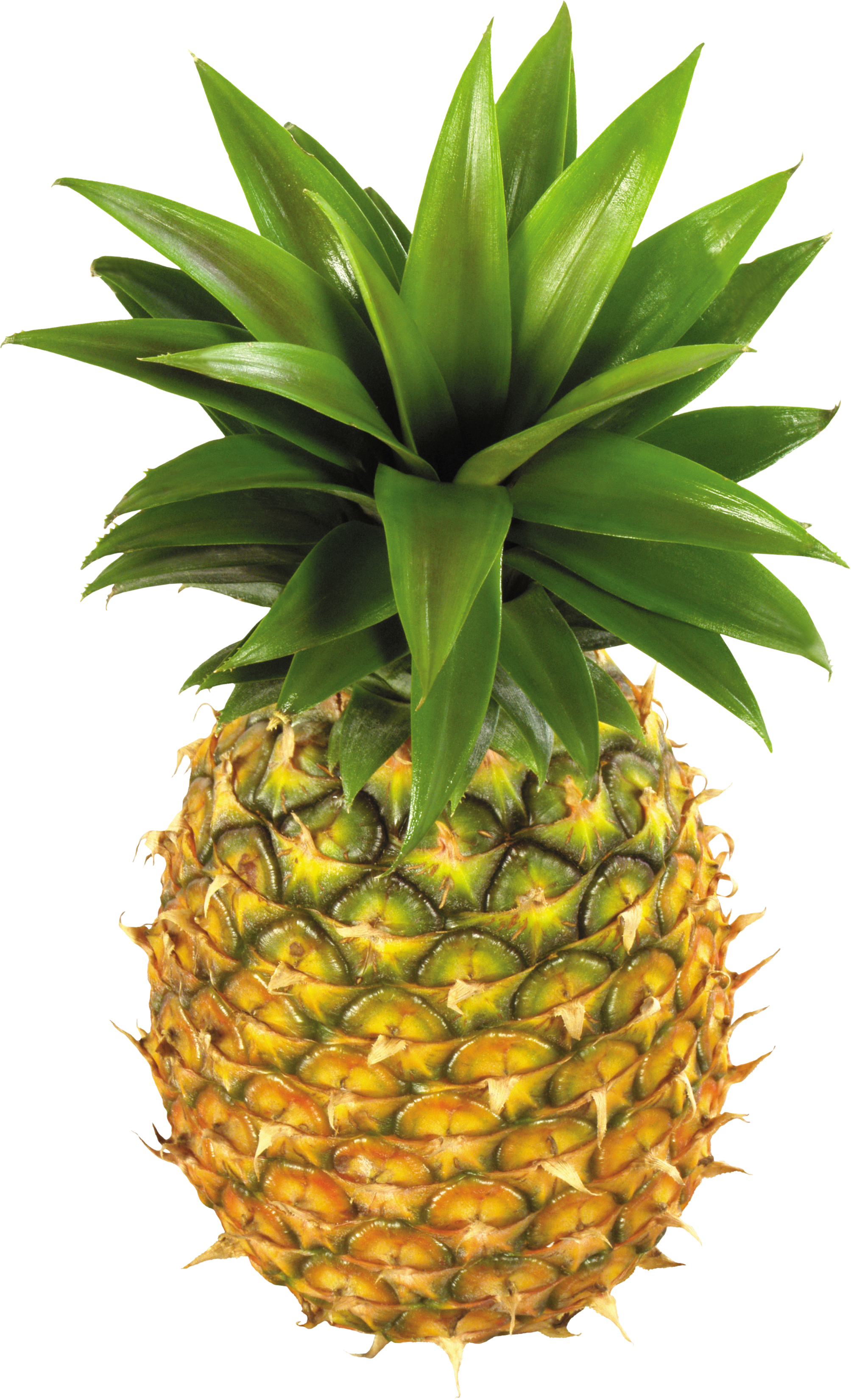 Pineapple Fruit Png Image - Pineapple Png Clipart Transparent Png (2007x3300), Png Download