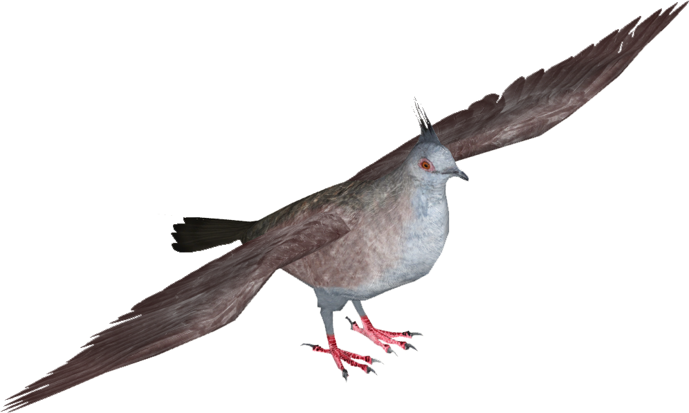 Stock Dove , Png Download Clipart (996x597), Png Download