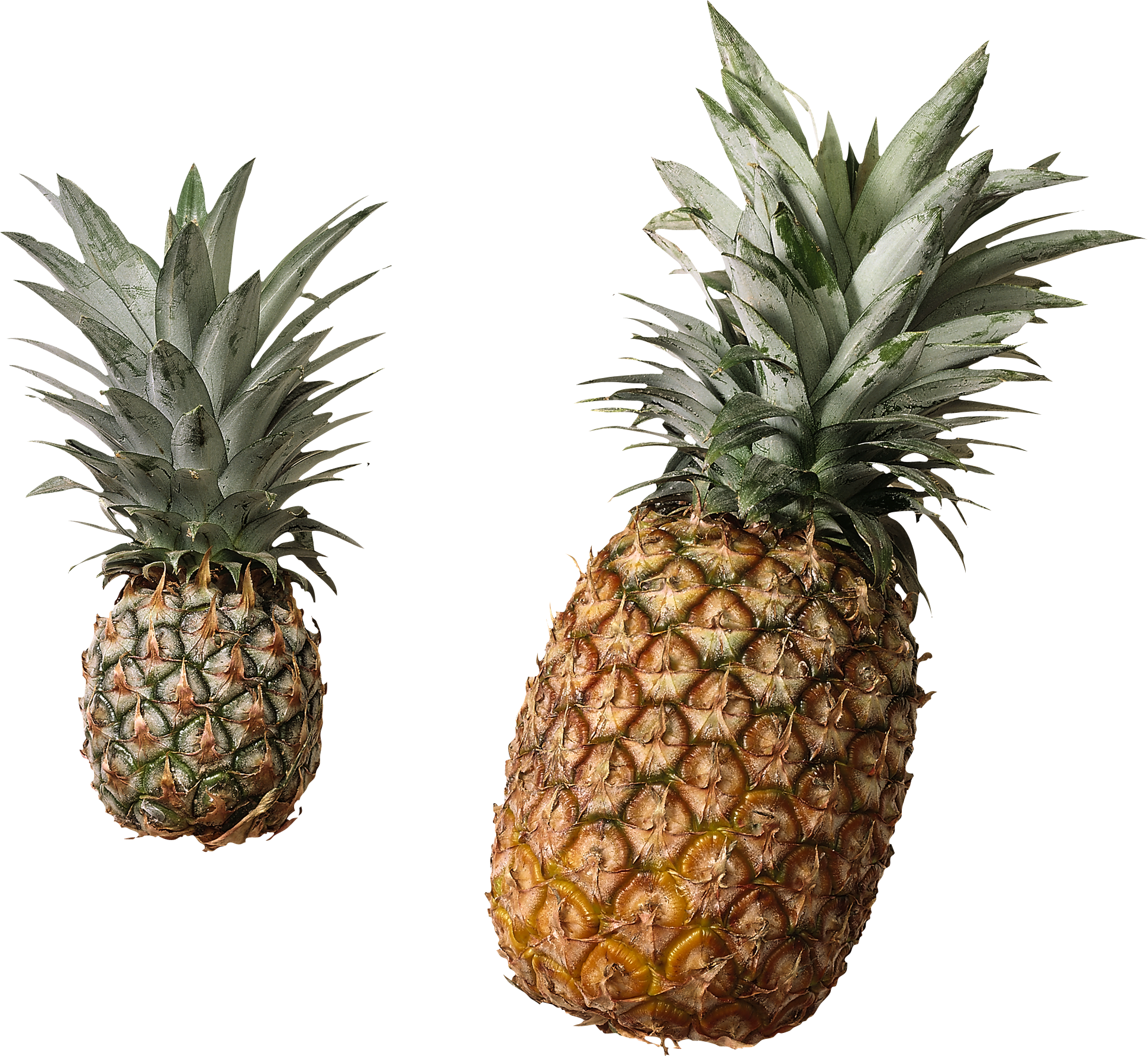 Pineapple Png Free Download - Pineapple With No Background Clipart (600x552), Png Download