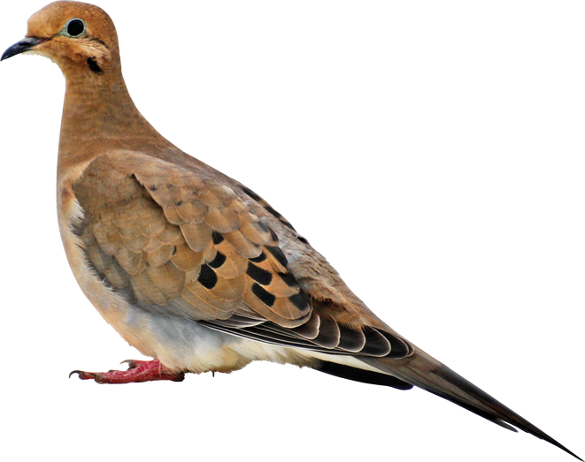 Birds - American Mourning Dove Clipart (661x523), Png Download