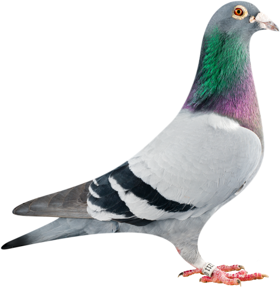 Nanteuil & Quivrain ~ 23rd August Clipart (553x568), Png Download