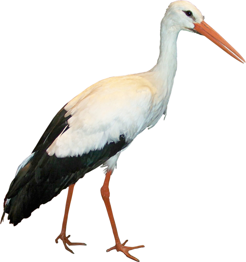 Crane Bird Png Clipart (785x835), Png Download