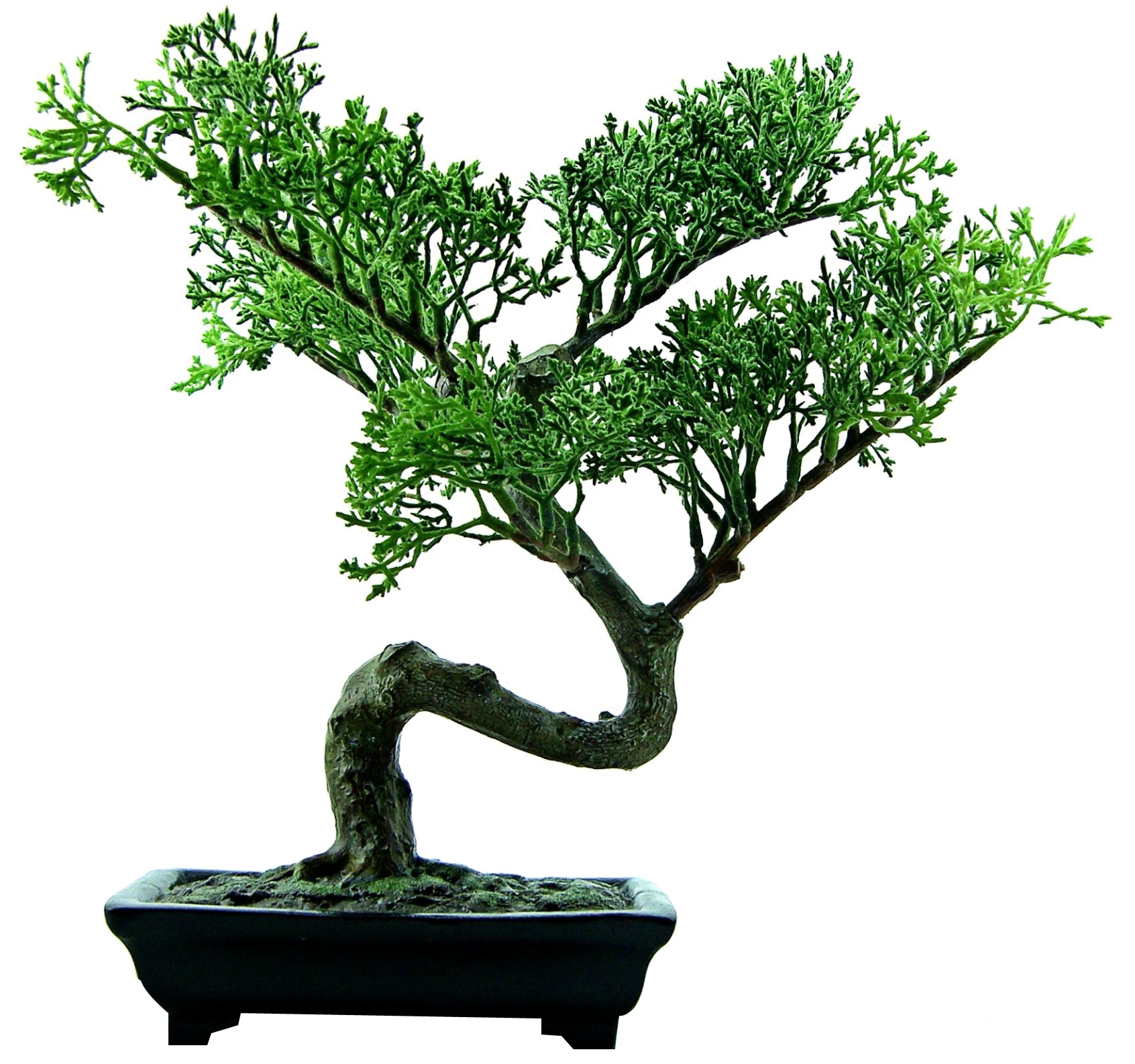 Bonsai Png Clipart (1692x1587), Png Download