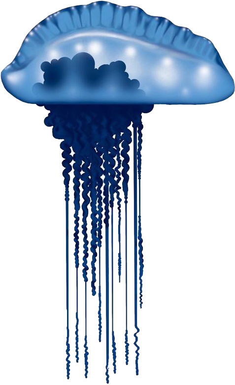 Blue Bottle Jellyfish Fiji Clipart (800x800), Png Download