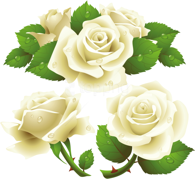 Download White Roses Clipart Png Photo - White Roses Vector Png Transparent Png (850x792), Png Download
