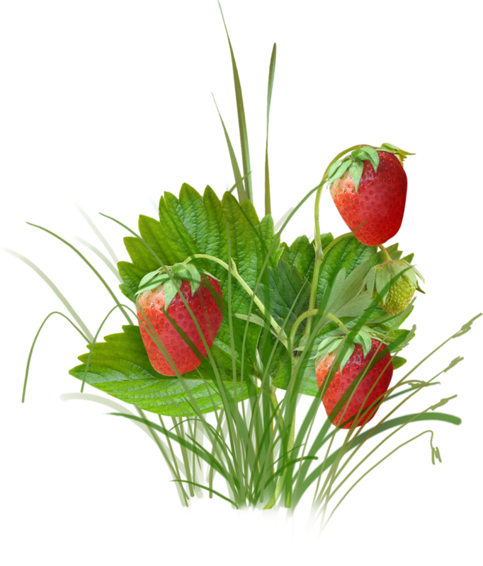 Fresh Strawberry Fruit - Strawberry Clipart (682x800), Png Download