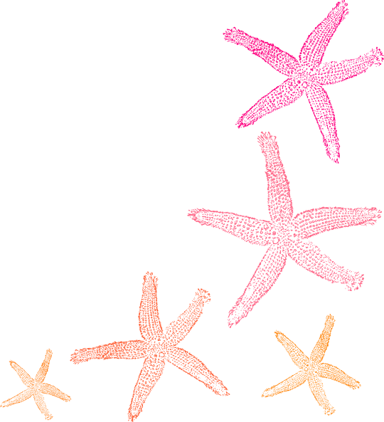 Coral Starfish Clipart - Png Download (540x593), Png Download