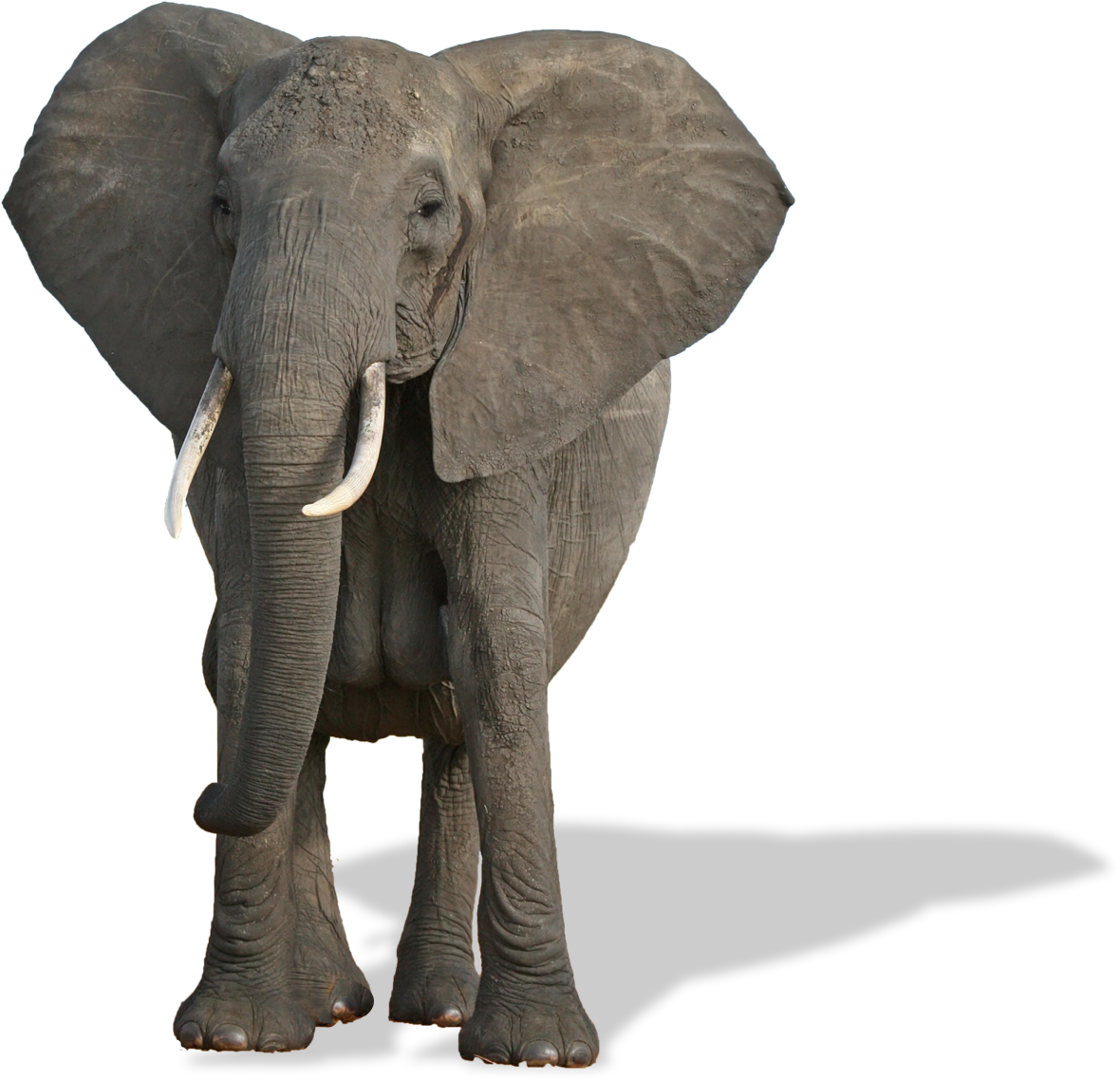 Elephant With No Background Clipart (1272x1138), Png Download