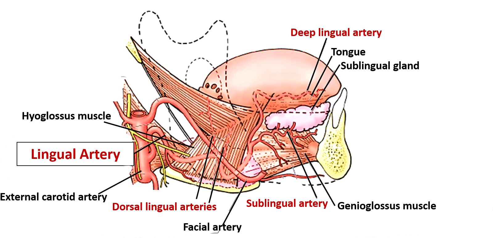 Sublingual Artery To Sublingual Gland And Branches - Tongue Blood Vessels Clipart (1623x781), Png Download