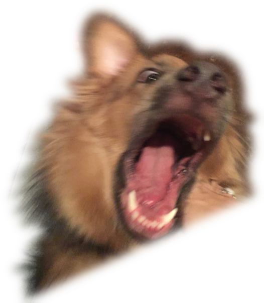 Dog Yawns Clipart (526x603), Png Download