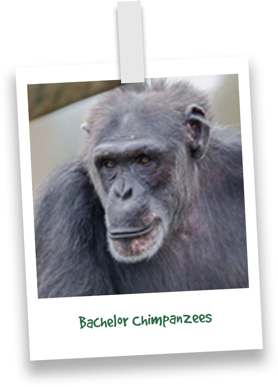 Primates - Common Chimpanzee Clipart (945x1270), Png Download